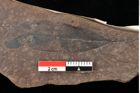 Foto (Detailansicht) von Quercus palaeoilex Ettingshausen (NHMW-GEO-2024-0188-0748)